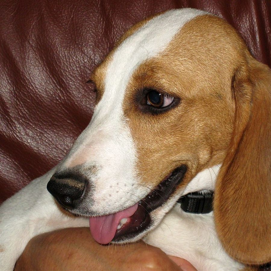 Basset hound de perfil con las orejas largas