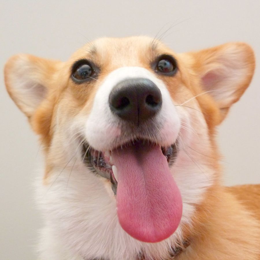 Corgi con la lengua afuera después del baño