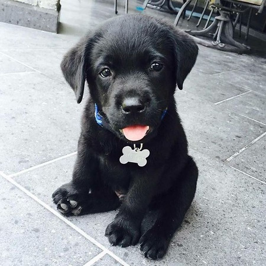 Cachorro labrador negro sentado