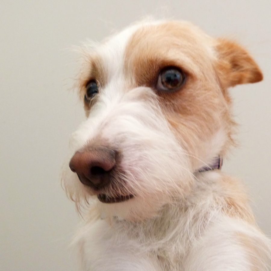 Terrier con el pelo largo y desordenado, antes del corte